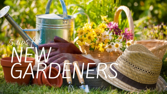 Gardening for Beginners  Beaver Lakes Nursery & Landscape Supply 