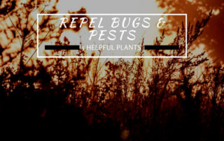 5 tips to repel pests and bugs