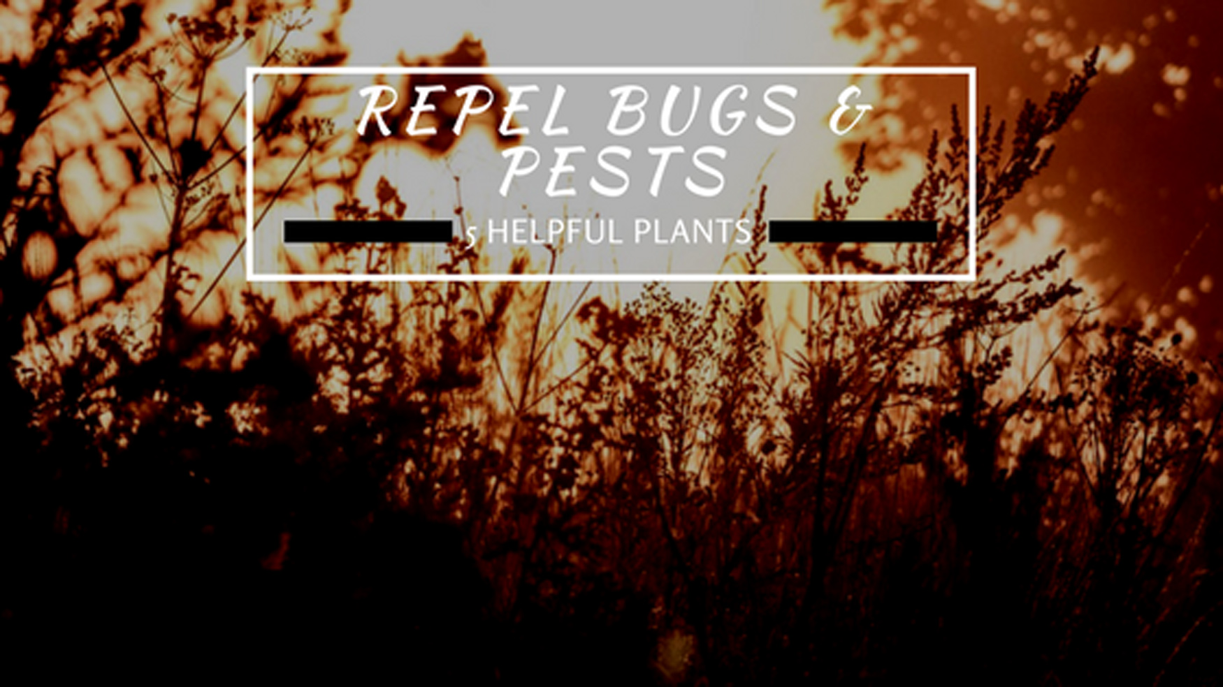 5 tips to repel pests and bugs