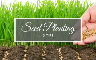 5 tips for seed planting