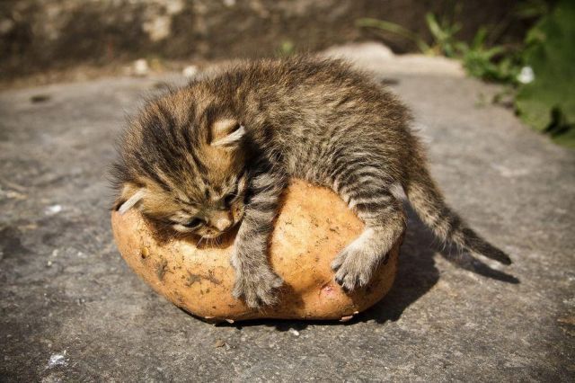 cat on a potato