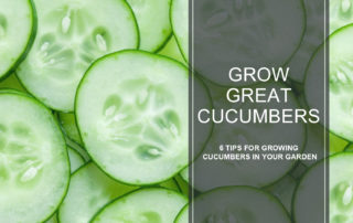 tips for growing great cucumbers