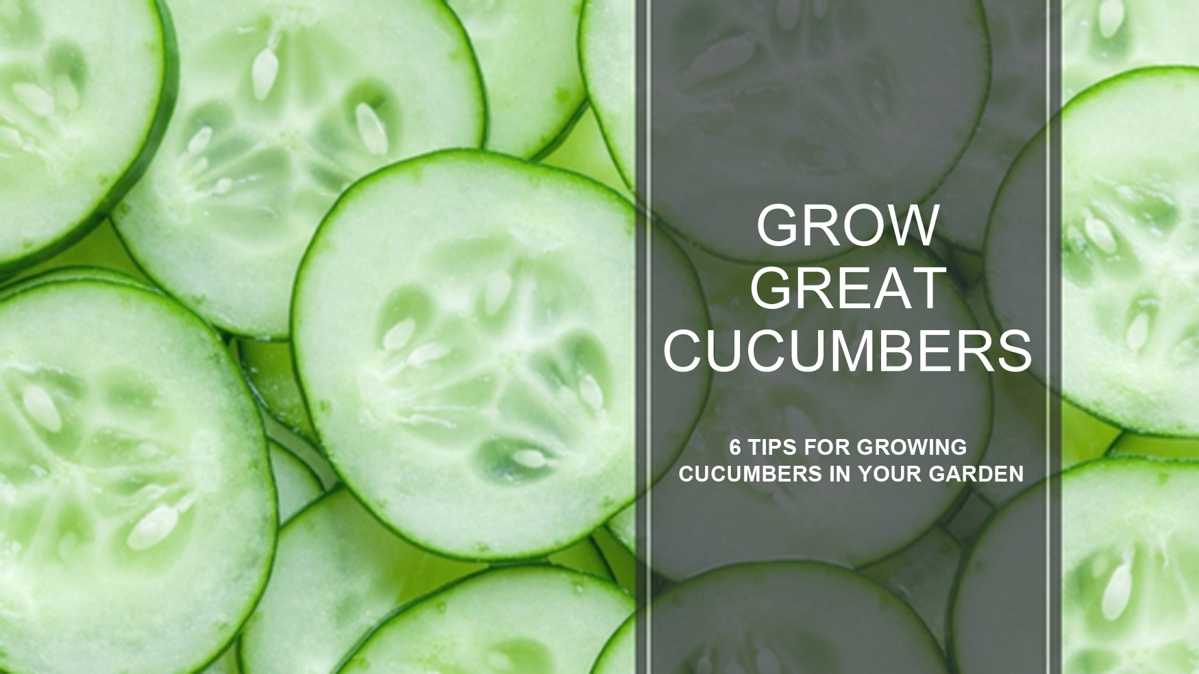 tips for growing great cucumbers