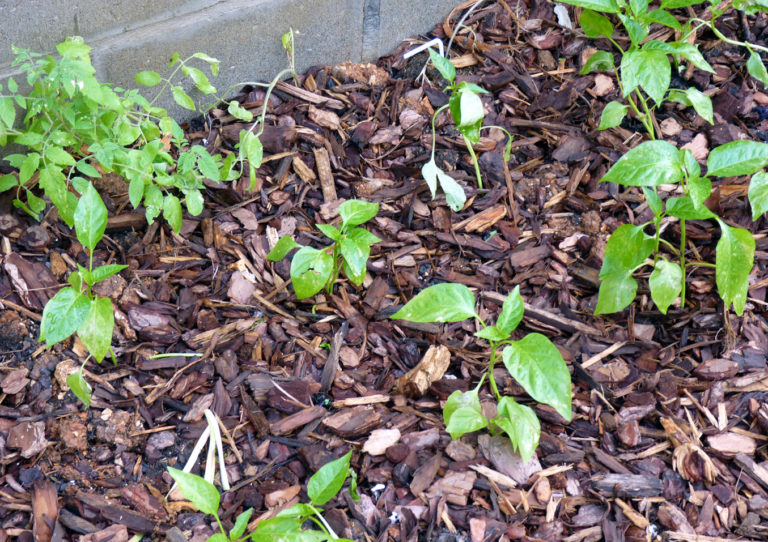 Growing Great Cucumbers in Montrose, Colorado Beaver Lakes Nursery