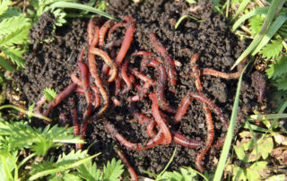 earth worms