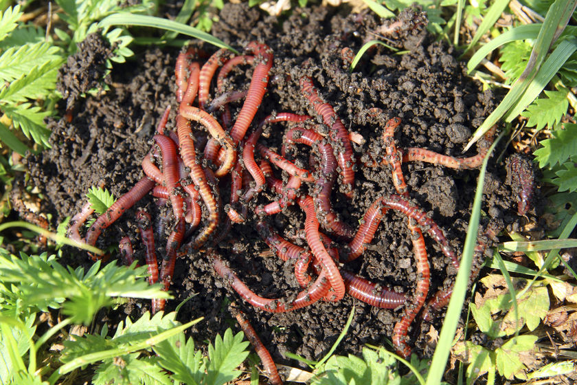 earth worms