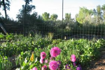 Beaver lake Nursery flowers in summer