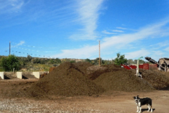 compost-piles dog standing by piles of compost at Beaver Lakes Nursery