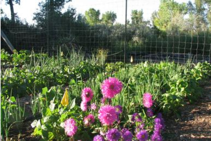 potting mix makes your flowers grow big!