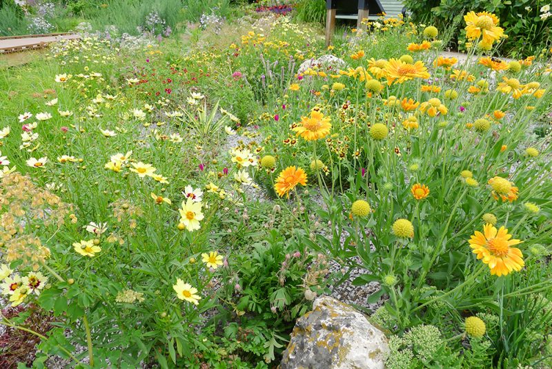 xeriscaping with native Colorado flowers and rocks