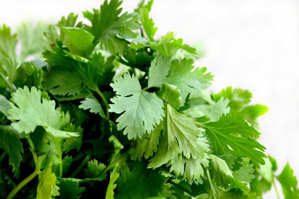 fresh garden cilantro