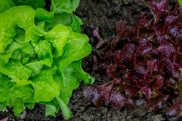 green and purple lettuce in a garden in early spring