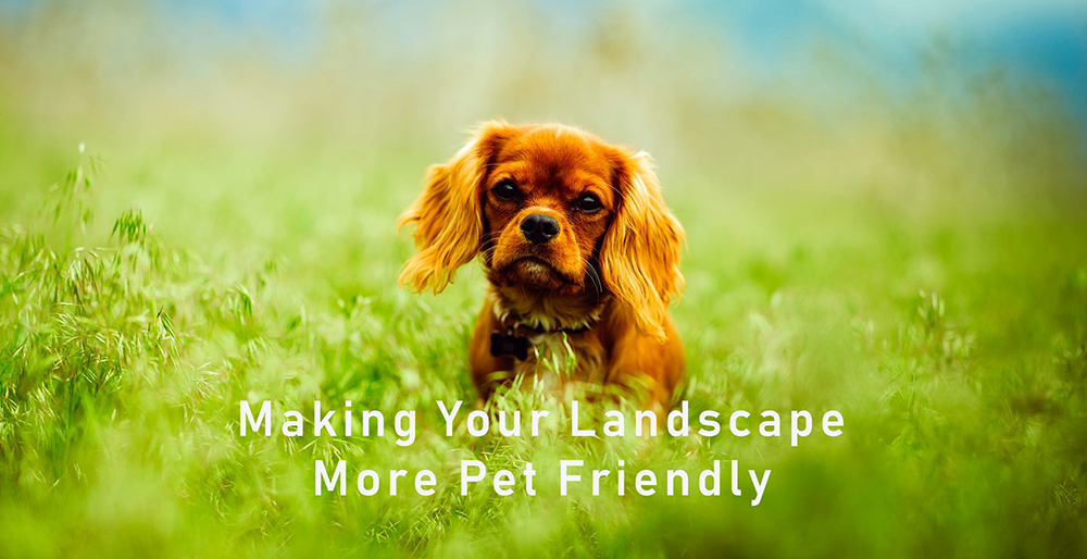 Making your landscape more pet friendly | landscape supply in Montrose, CO