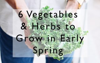 gardener holding kale in early spring