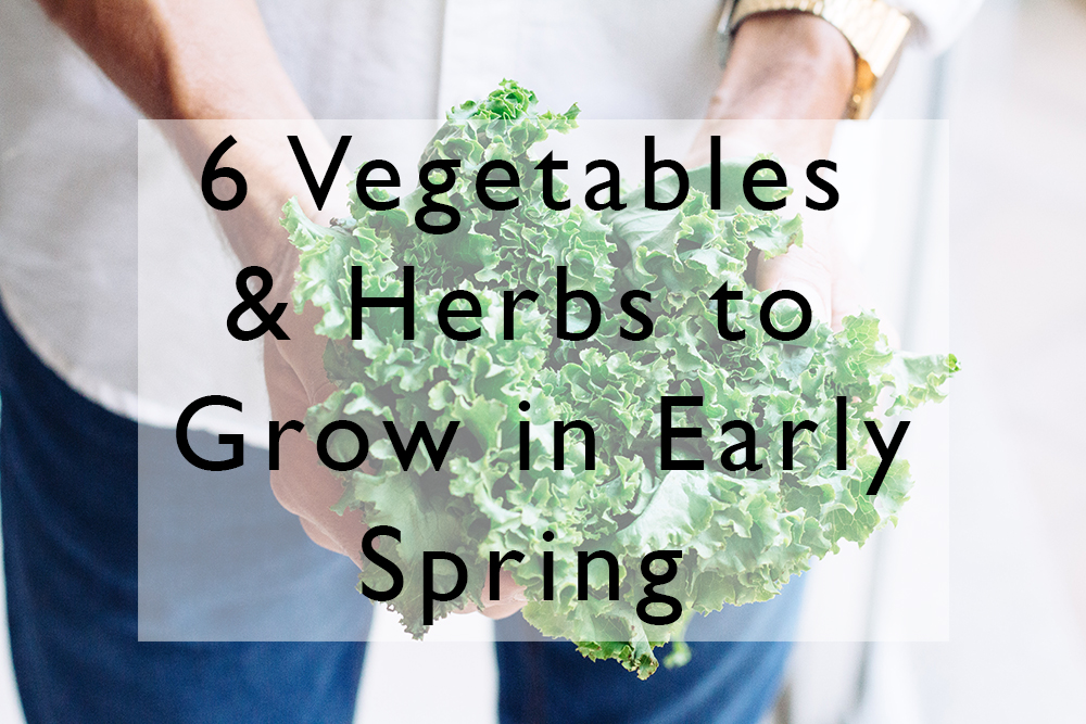 gardener holding kale in early spring