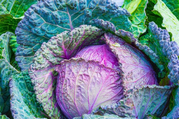 purple and green cabbage growing in a garden