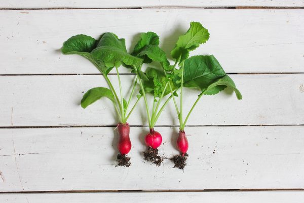 radishes from a spring garden