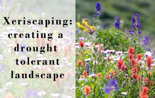 Xeriscaping with a subalpine meadow in Colorado