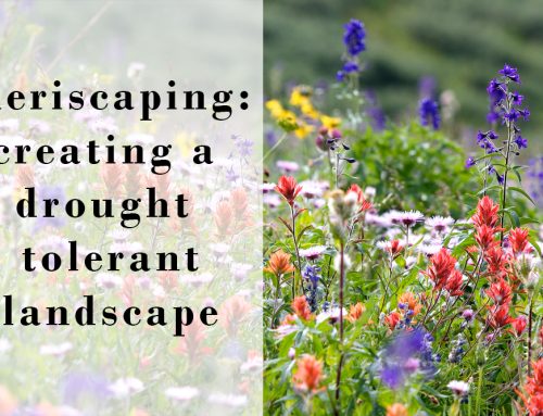 Xeriscaping to Create a Drought Tolerant Landscape