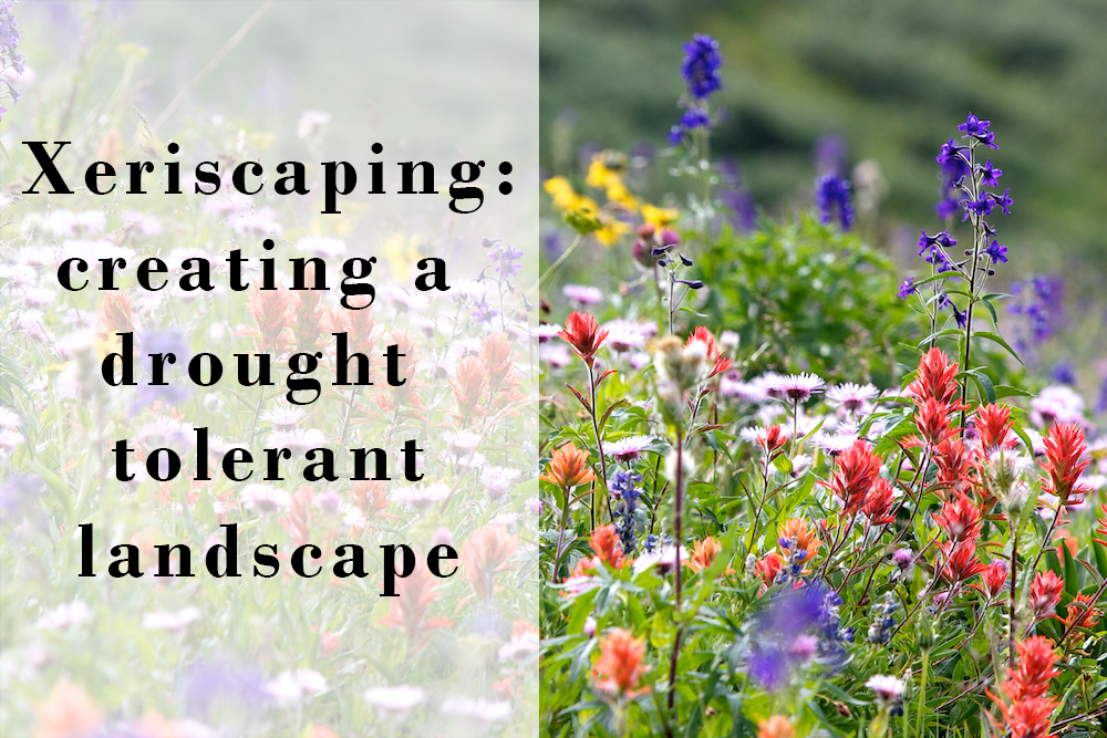 Xeriscaping with a subalpine meadow in Colorado