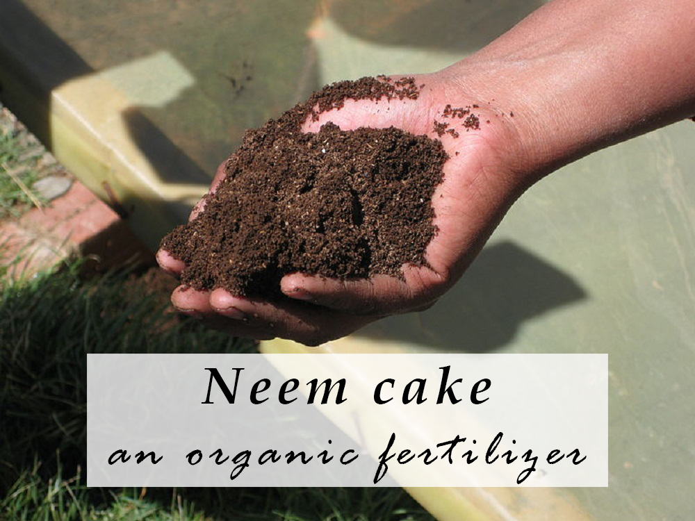 Using Neem Cake as on Organic Slow Release Fertilizer Beaver Lakes