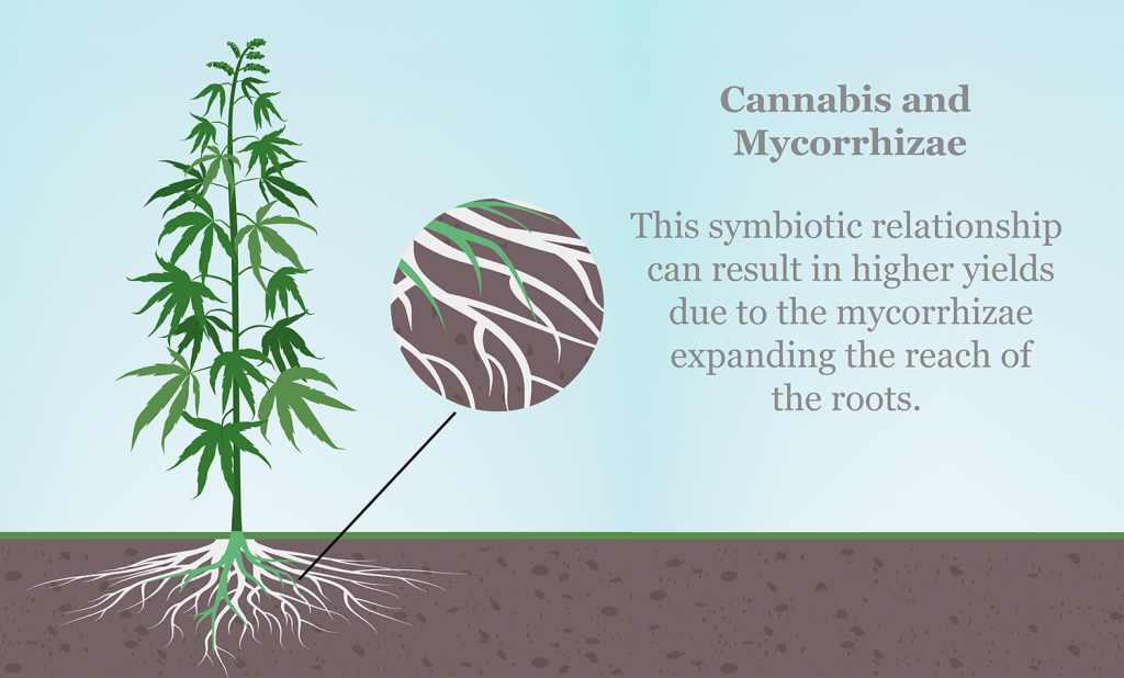 Graphic showing the relationship between mycorrhizal fungi and cannabis plant