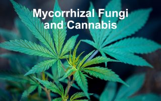 Mycorrhizal fungi and cannabis growing