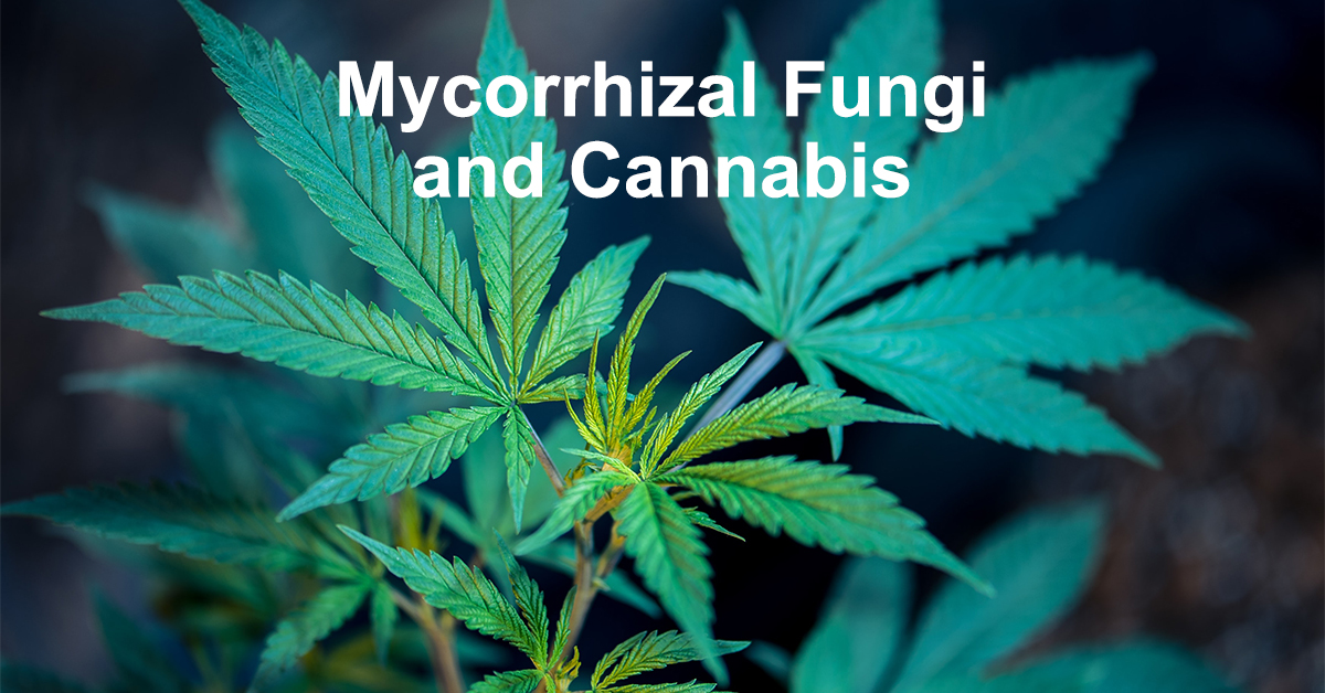 Mycorrhizal fungi and cannabis growing