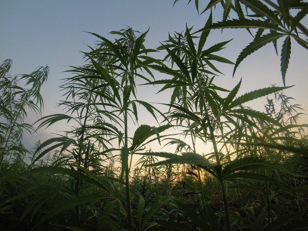 hemp in a field in Colorado at sunset