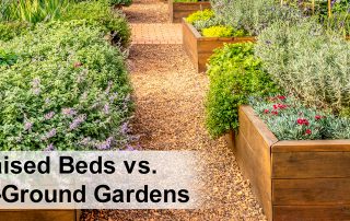 Raised Garden Beds vs. In-Ground Gardens
