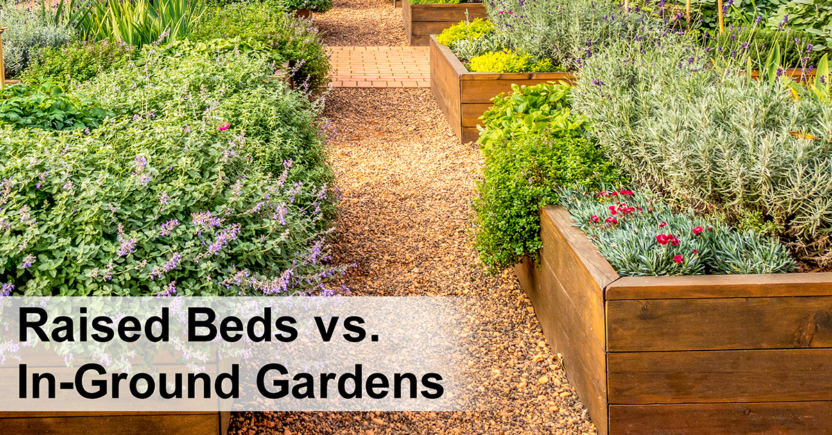 Raised Garden Beds vs. In-Ground Gardens