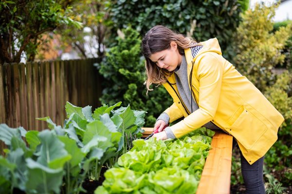 woman taking weeds out of her raised garden bed
