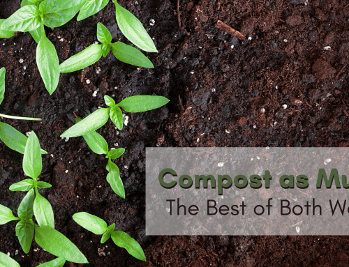 Compost as Mulch: The Best of Both Worlds