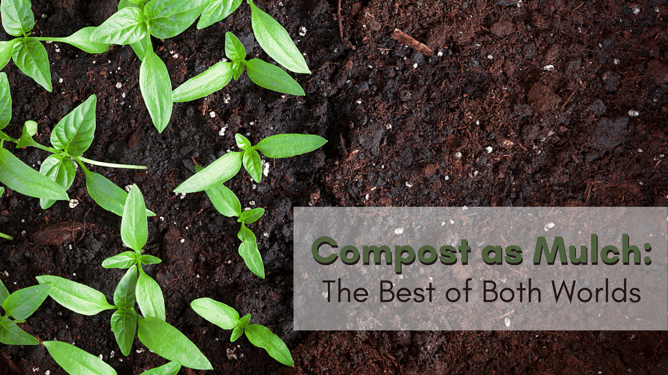 Using compost as mulch is the best way to get your garden green.