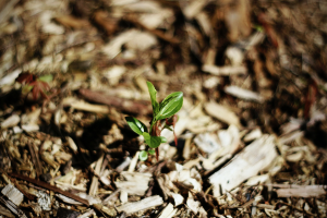 plant sprouting in wood chip mulch.