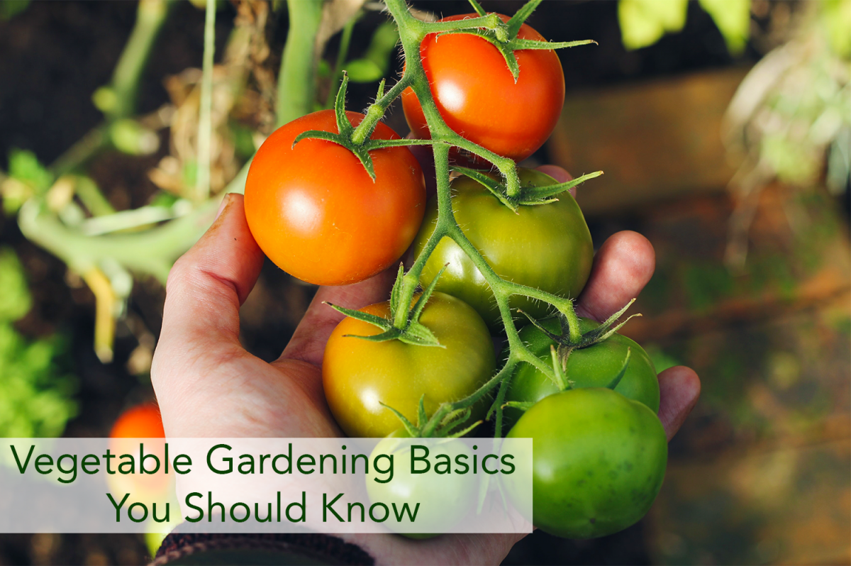 Vegetable Gardening Basics You Should Know - Beaver Lakes Nursery | And ...