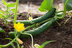 Cucumbers on a vine growing in a vegetable garden.