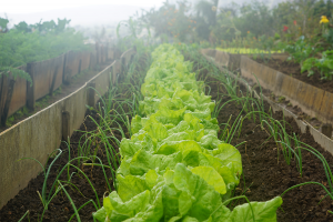 Vegetable garden with raised garden beds, filled with lettuce and chives. 