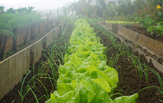 Vegetable garden with raised garden beds, filled with lettuce and chives.