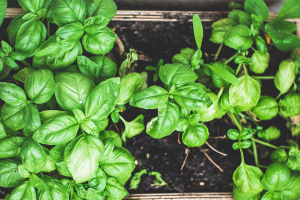 Basil plant growing in garden bed box.