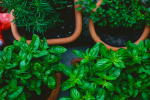 Terracotta pots filled with different herb plants.