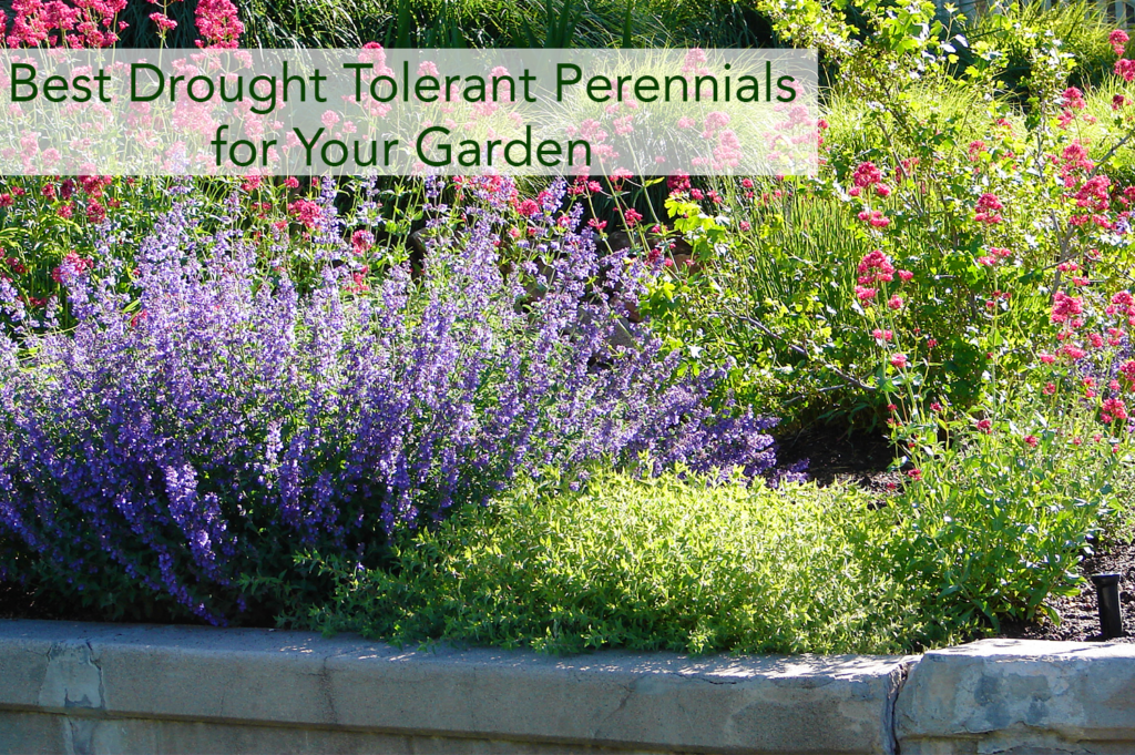 Best DroughtTolerant Perennials for Your Garden Beaver Lakes Nursery