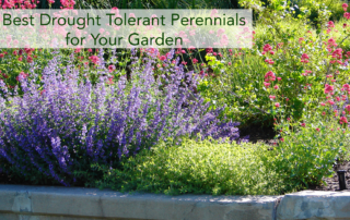 Drought tolerant perennials in a garden together.