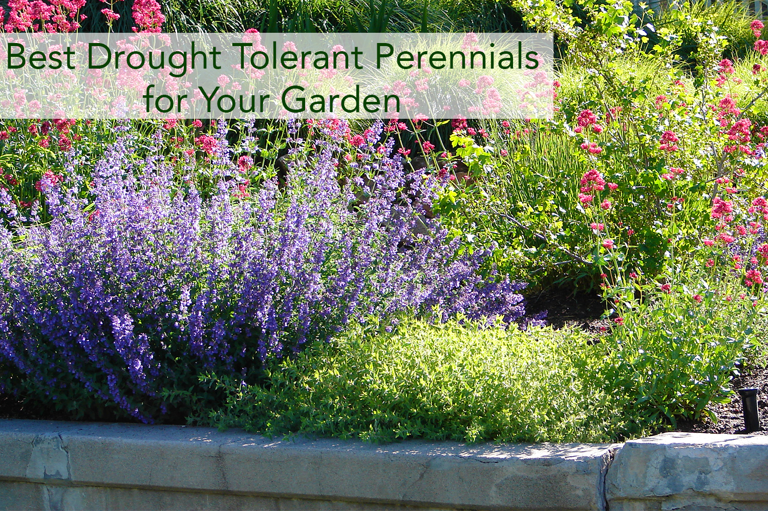 Drought tolerant perennials in a garden together.