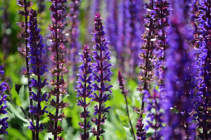 May night purple flowers in a drought tolerant perennials garden.