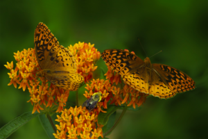 Close up photo of orange butterfly weed with two butterflies and a bee on the flowers.