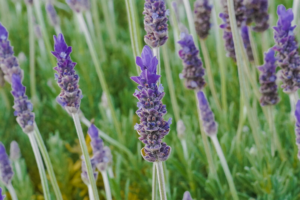 Close up picture of lavender in a garden.