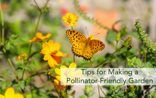 A orange butterfly on orange flowers planted in a pollinator-friendly garden.