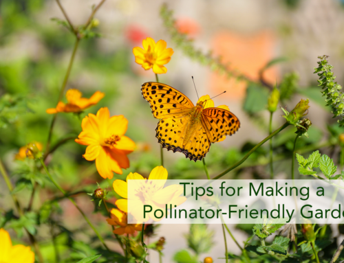 Tips for Making a Pollinator-Friendly Garden