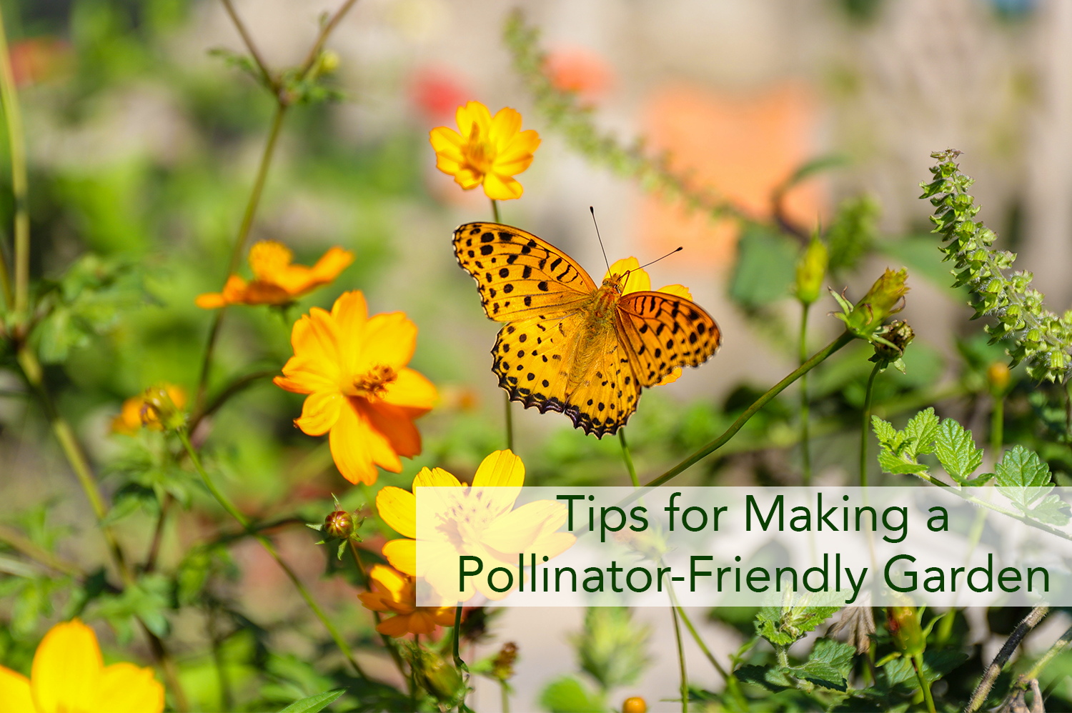 A orange butterfly on orange flowers planted in a pollinator-friendly garden.